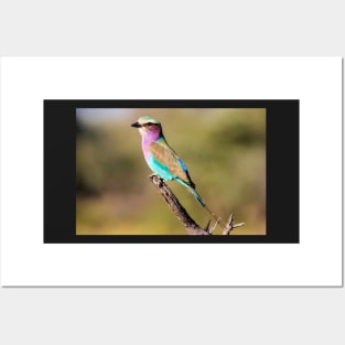 Lilac-breasted Roller, Botswana Posters and Art